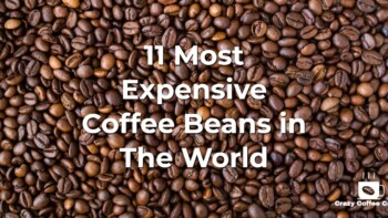 World’s Rarest Brews: Top 11 Luxury Coffee Beans You Won’t Believe!