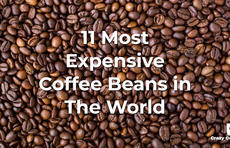 most expensive coffee