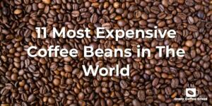 11 Most Expensive Coffee Beans in The World