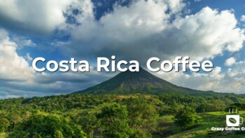 Costa Rican Coffee: Everything You Need to Know About Coffee in Costa Rica
