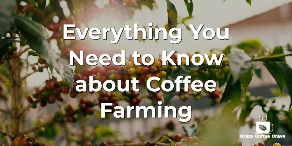 Everything You Need to Know about Coffee Farming