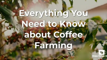 Fascinating Journey of Coffee Farming & Its Global Impact