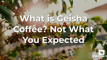 What is Geisha Coffee? The Origin
