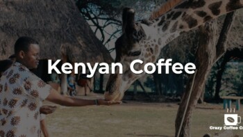 Kenyan Coffee: Learn About Coffee in Kenya