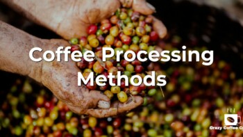 Different Coffee Processing Methods You Should Know About