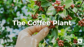 All About Coffee Plants