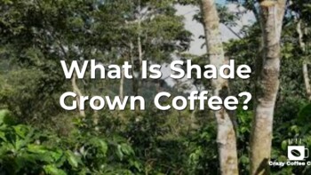 What Is Shade Grown Coffee? Should You Care?
