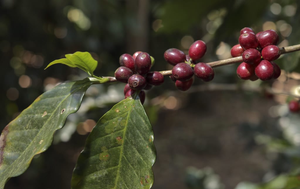 Honduran coffee