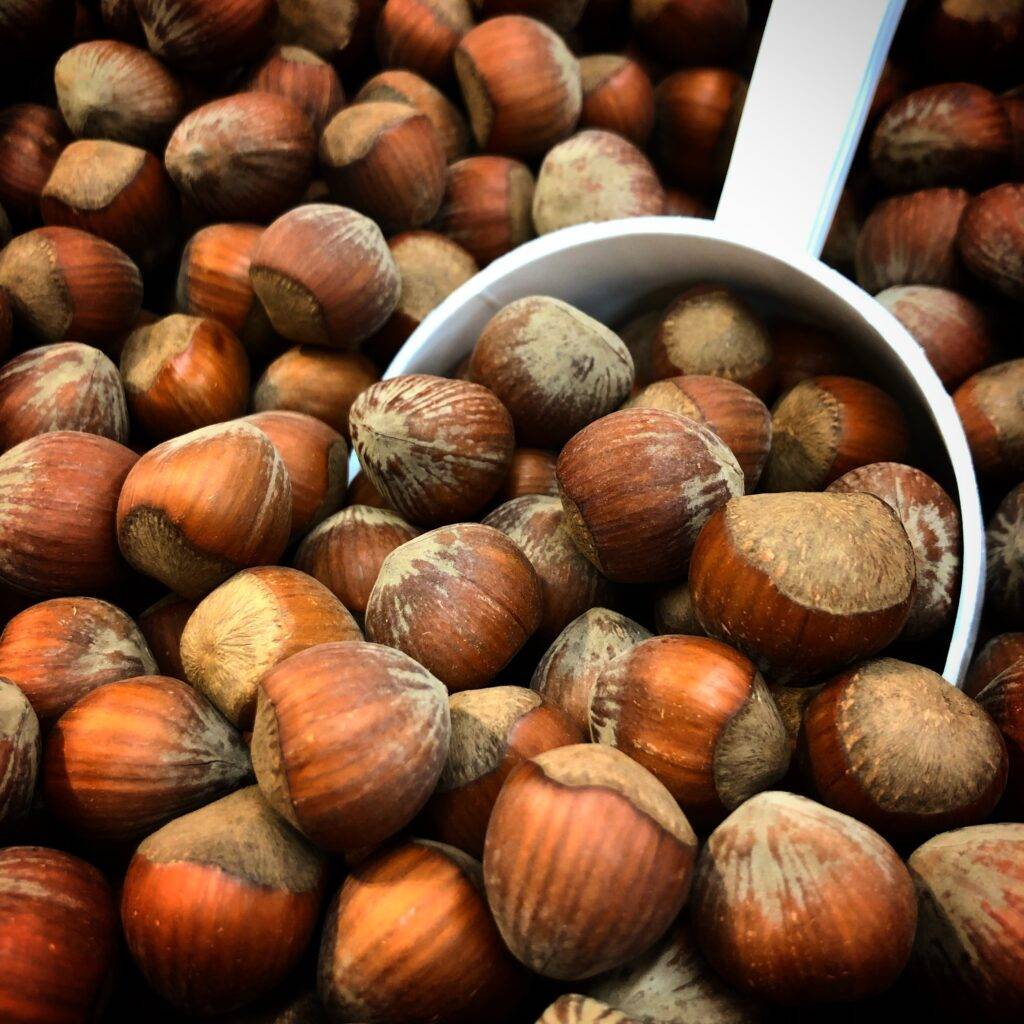 brown chestnuts