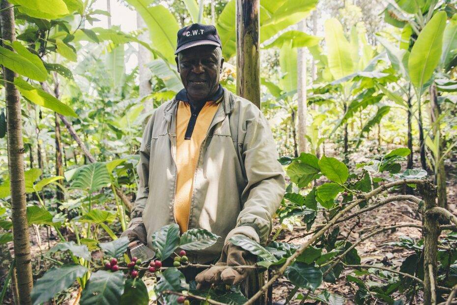 Coffee plantation jobs in africa