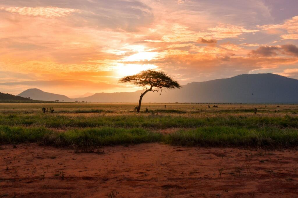 tree between green land during golden hour