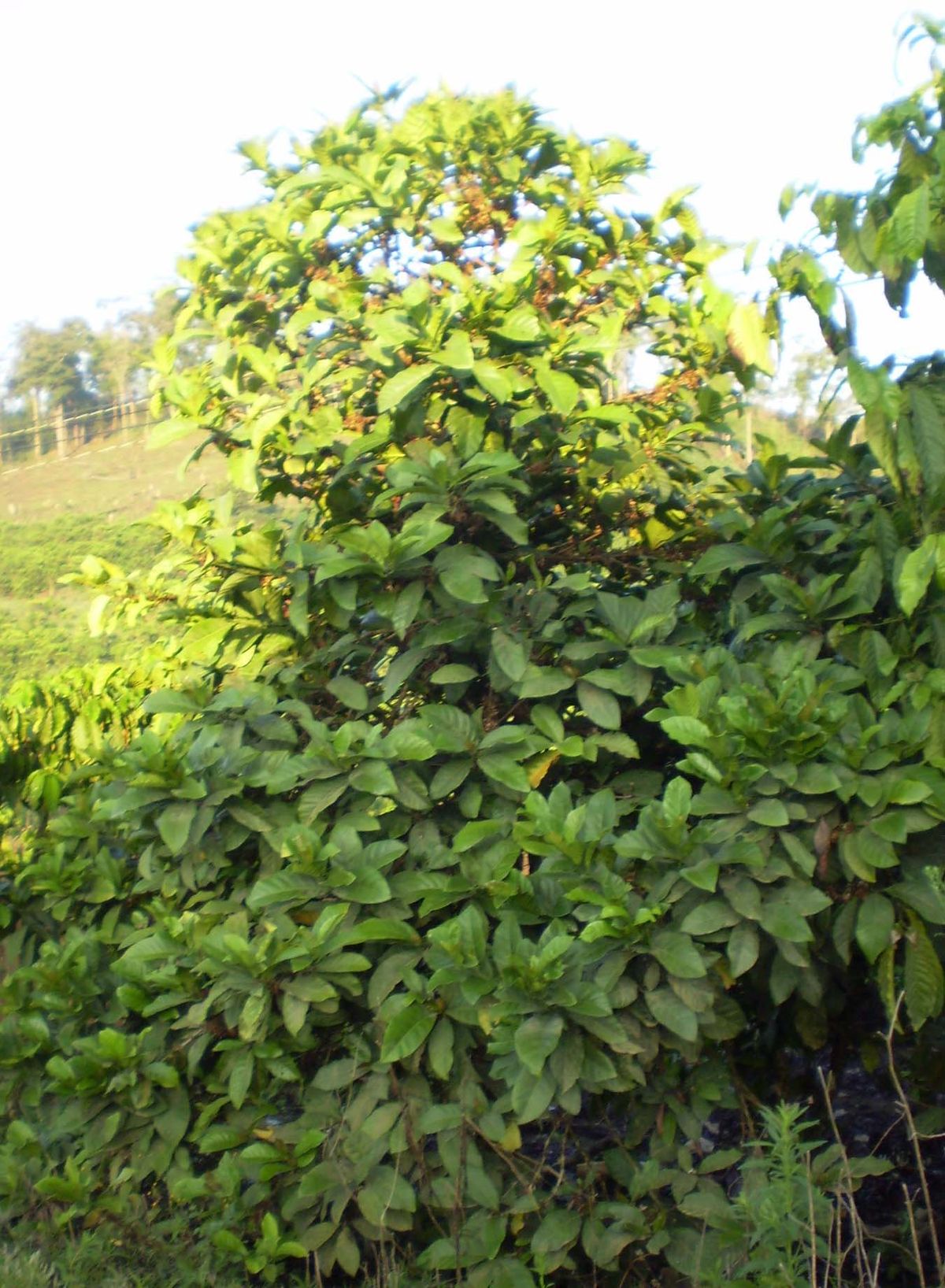 Liberica coffee plant
