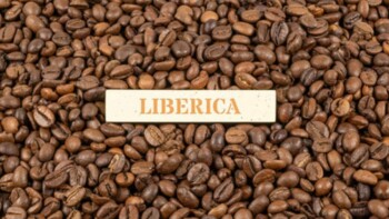 What is Liberica Coffee: Origin, Types, Flavors, And More