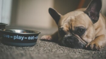 Can Dogs Eat Coffee Beans? Caffeine Toxicity & What You Should Do