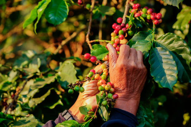 Ripe Arabica coffee bean cherry harvesting in organic plantation, Chiangrai, Thailand