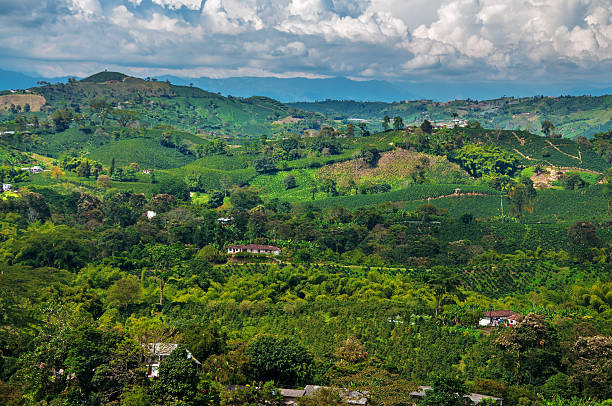 A view of the landscape in Colombia's coffee producing region.