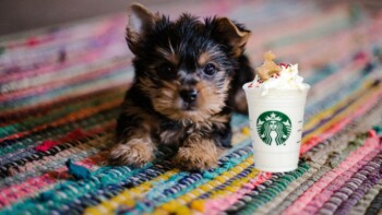 What Is a Puppuccino Starbucks Drink? Is It Free?