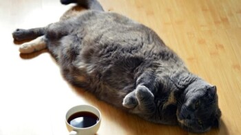 Can Cats Drink Coffee?