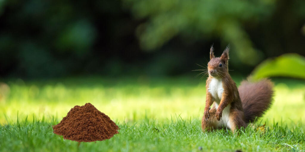 Do Coffee Grounds Keep Squirrels Away