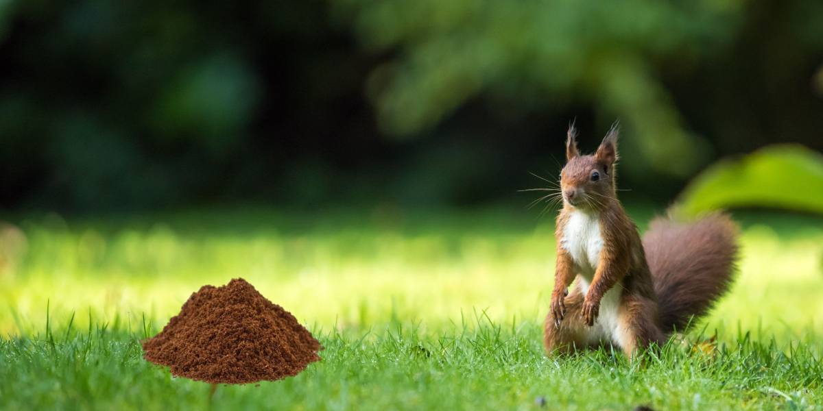 Do Coffee Grounds Keep Squirrels Away? Let’s Find Out!