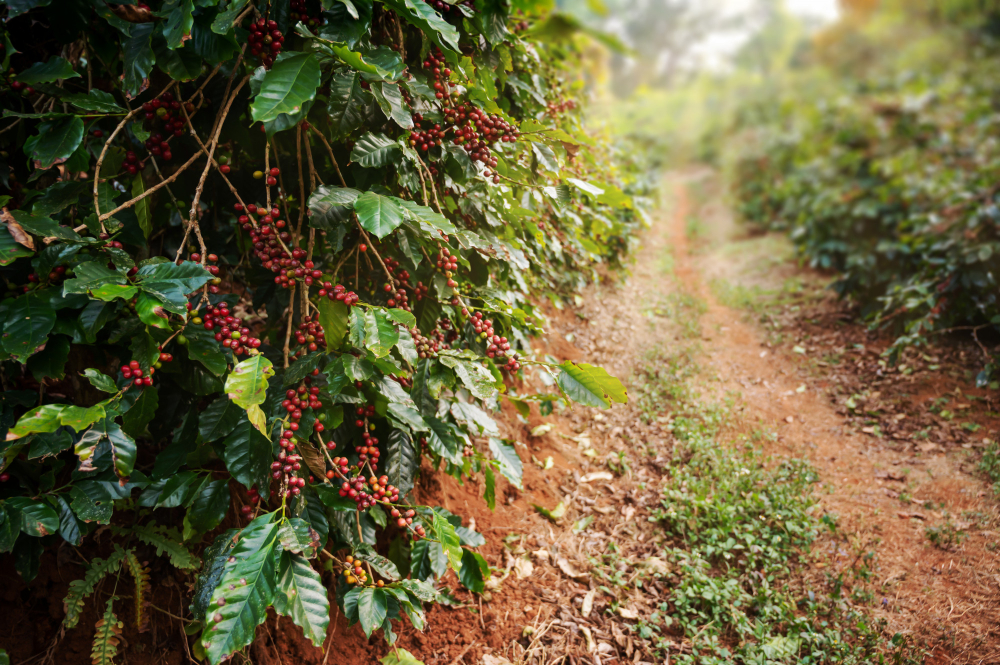 Coffee and the Animal Kingdom: How Animals Interact with Coffee Plants in the Wild